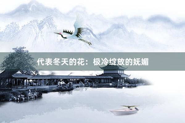 代表冬天的花：极冷绽放的妩媚